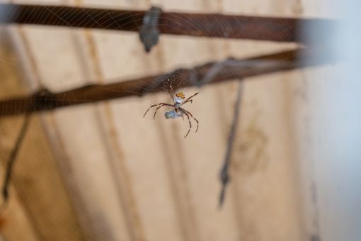 Empresa especialista em Dedetização de aranhas - Rio Facilities