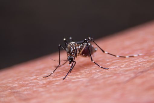 Empresa de Dedetização de mosquitos - Rio Facilities