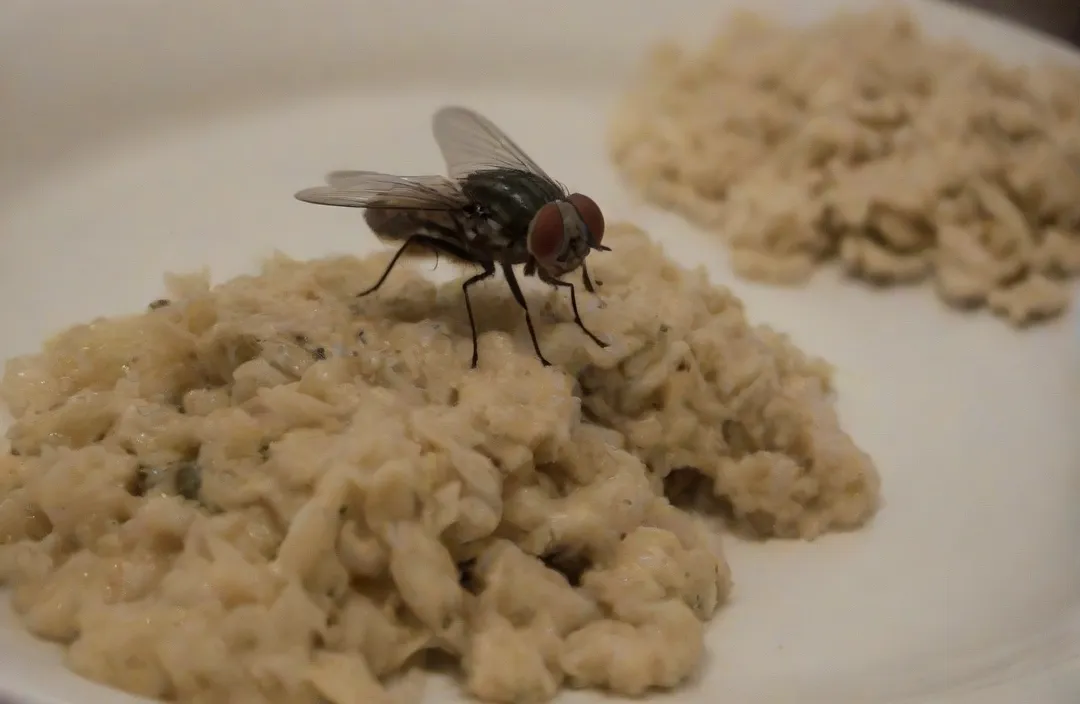 Controle de Pragas na Região dos Lagos: não deixe que sua casa se torne alvo de uma infestação