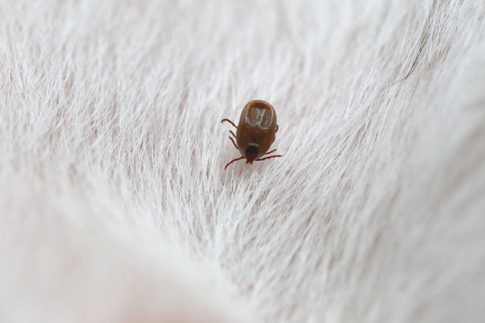 Dedetização de Carrapatos: seu animal de estimação pode estar em perigo sem o atendimento