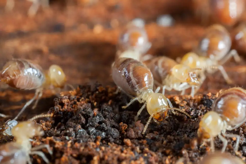 Preço da Descupinização: saiba que itens influenciam no valor