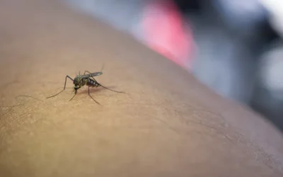 Controle de mosquitos: evite problemas com essa praga urbana