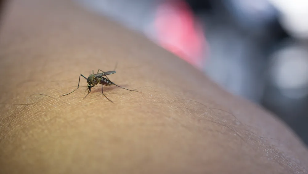 Controle de mosquitos: evite problemas com essa praga urbana