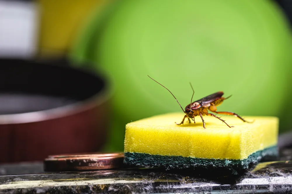 Infestação de baratas em restaurantes: Conheça sobre o perigo!